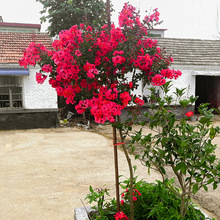 紫薇花树苗红火箭百日红庭院种植花园盆地栽围墙四季观花工程植物