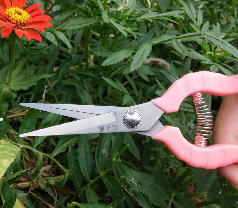 花木兰稀果剪刀直头摘果剪修枝园林剪刀果枝剪葡萄剪花椒剪蔬果剪