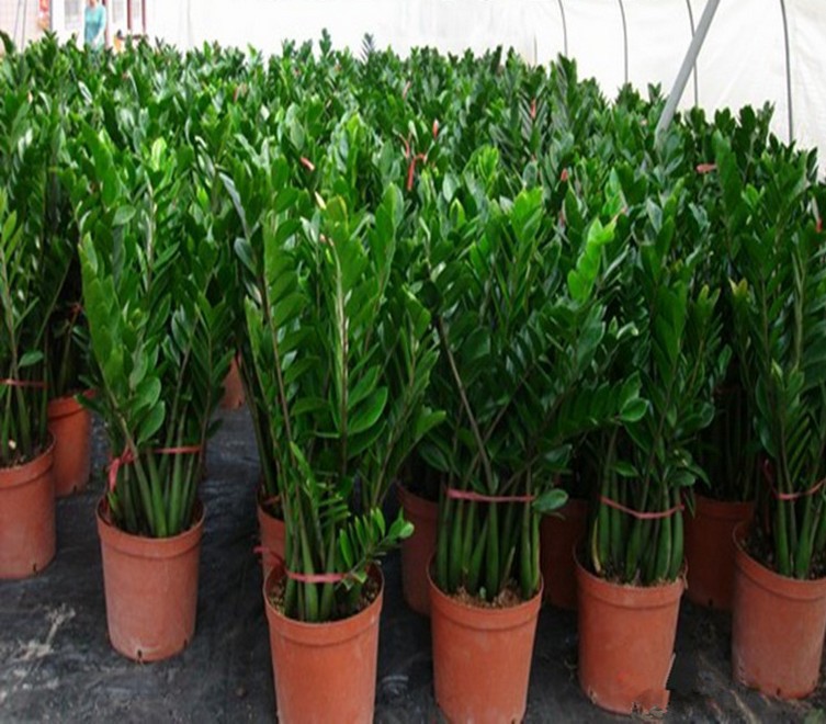 带盆客厅花卉 高品质金钱树钱串 室内盆栽 绿植创意盆景 花草植物