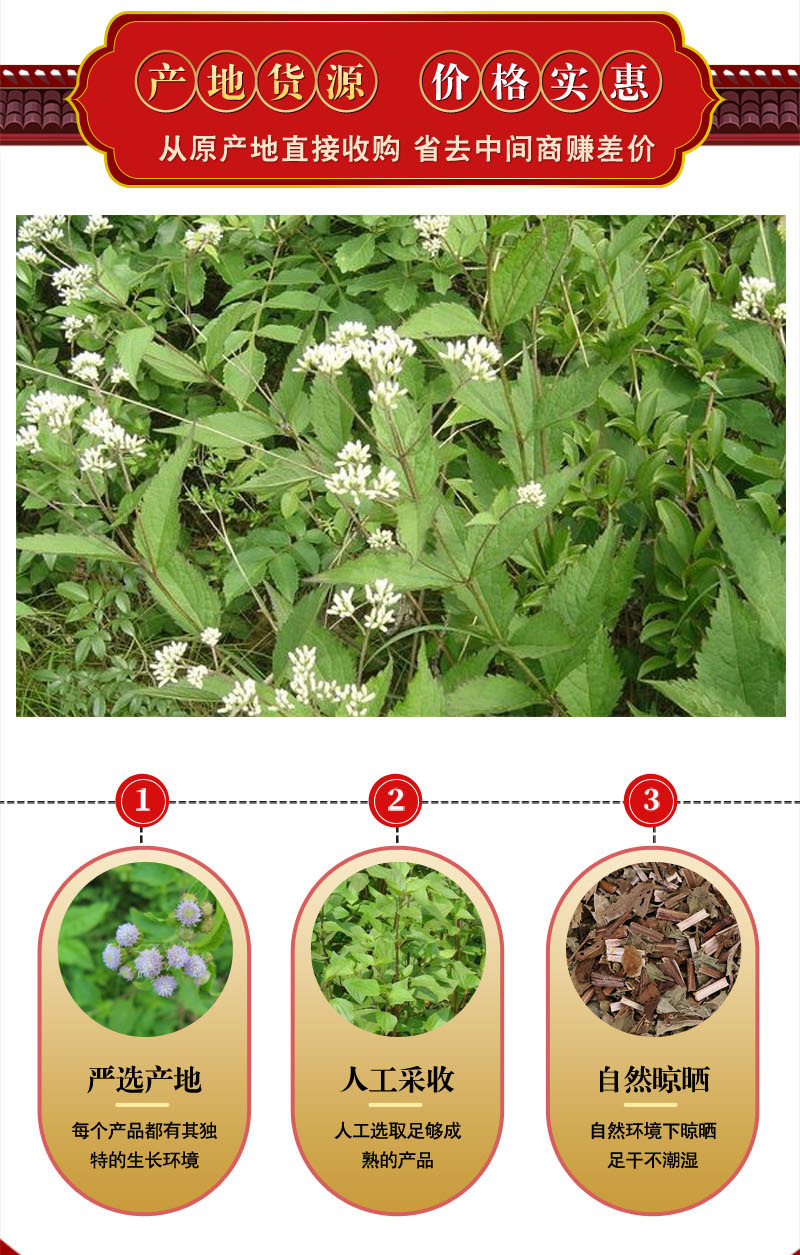 中药材批发 泽兰 草药泽兰 无硫新货 资质齐全 可开发票 代磨粉