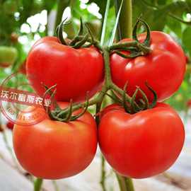 大红番茄种子【红星六号】抗病毒产量高200粒 西红柿种子批发零售