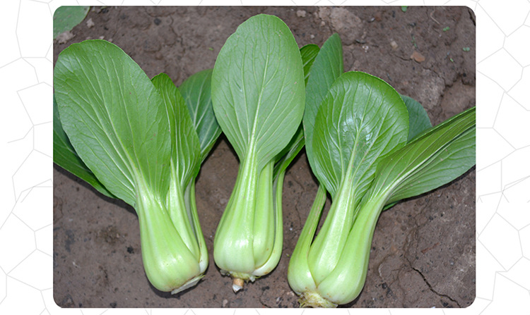 00元 品种         油菜       级别         一级良种       品种