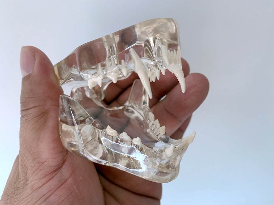 猫牙 透明猫牙 水晶猫牙 猫口腔 猫牙齿 动物模型 猫模型解剖猫