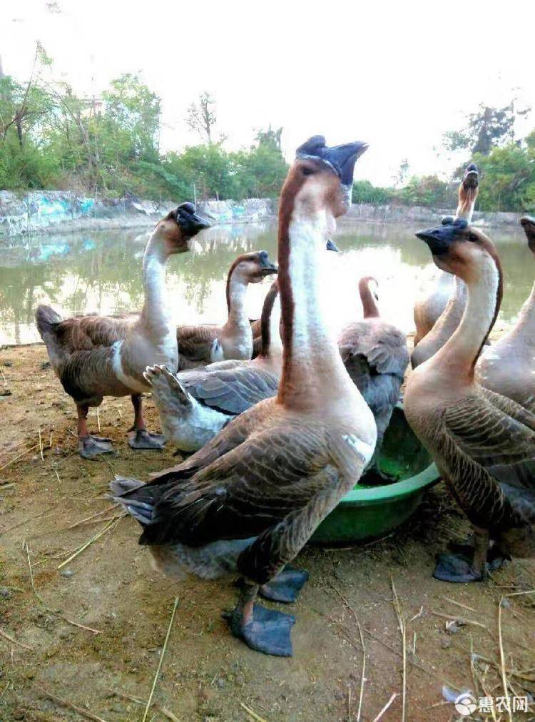 狮头鹅苗 黑脚狮鹅苗 打好小鹅瘟 痛风疫苗 技术指导 代办托运