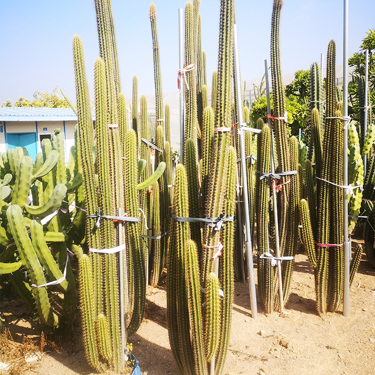 黄金刚 金刚柱毛柱属老翁 仙人柱植物盆栽 热带雨林风光沙漠植物