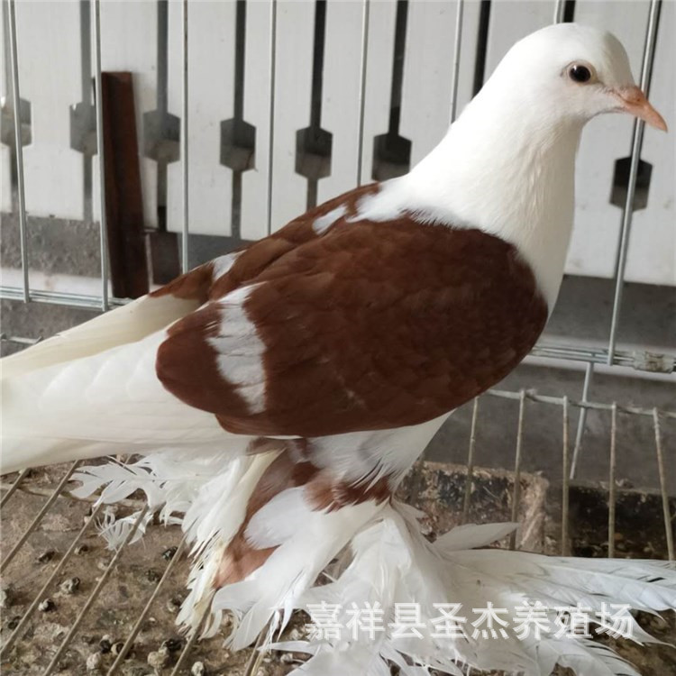 彩背鸽子图片,彩背鸽子养殖,彩背鸽有几种颜色?