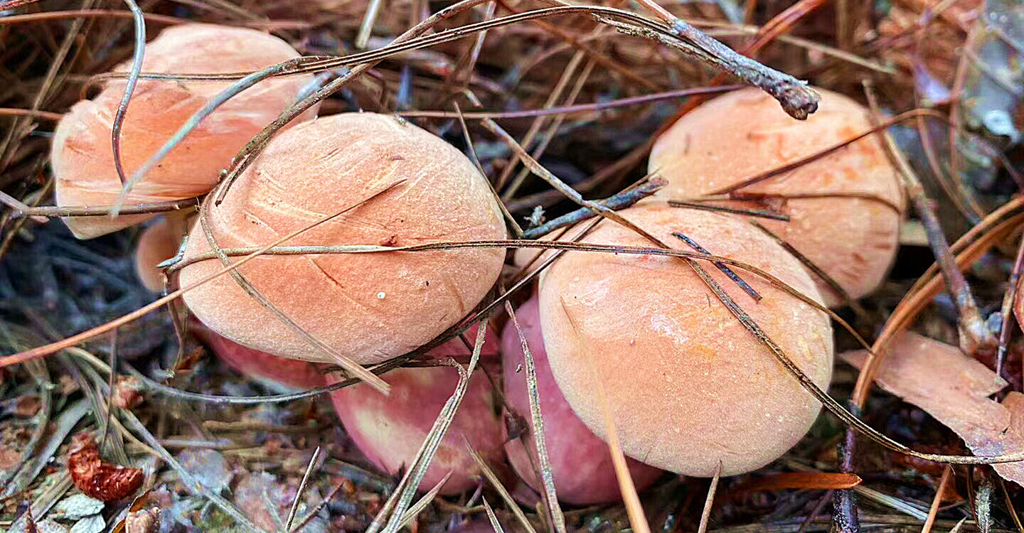 云南特产红葱菌鲜货 新鲜黄牛肝菌 见手青 食用农产品蘑菇2斤包邮