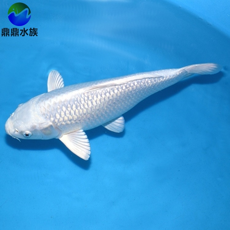 广井白金锦鲤鱼白色锦鲤日本锦鲤鱼苗活体冷水观赏鱼鱼场