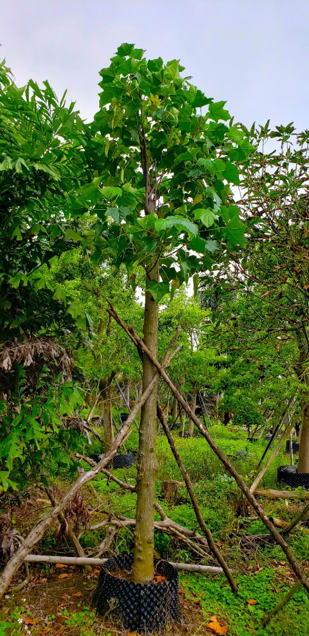 203供应 石栗 胸径10-15cm袋苗 黑桐油树 园林绿化 经济林木类