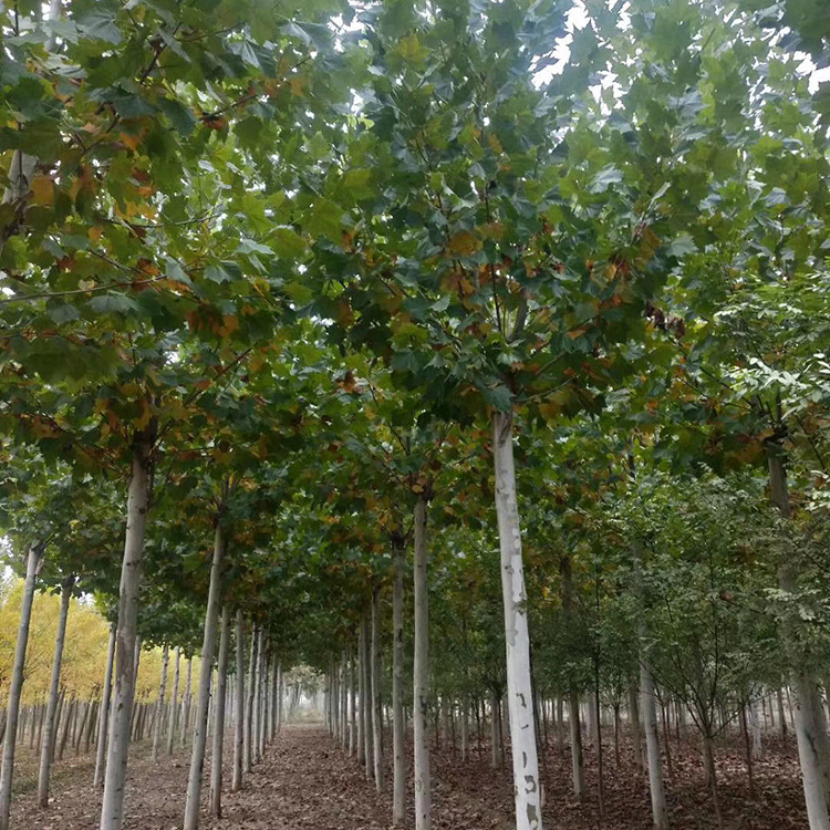 山东泰安法桐价格