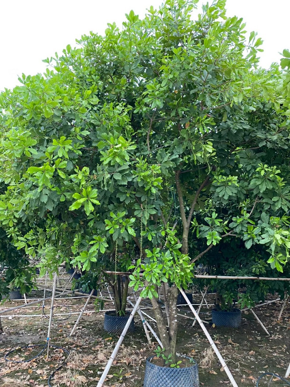 供应 从生红花玉蕊 多杆红花玉蕊 3-8米高 庭院 公园开花乔木