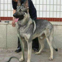 出售纯种狼青幼犬活体大型狼青犬昆明犬双血统青狼幼犬大骨架狼青