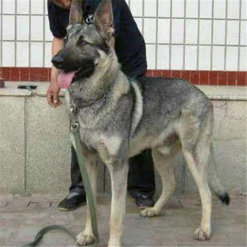 出售纯种狼青幼犬活体大型狼青犬昆明犬双血统青狼幼犬大骨架狼青