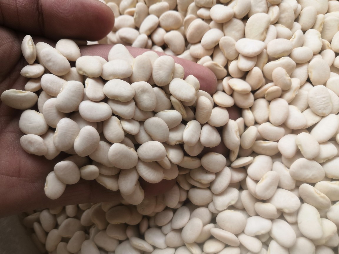 白凤豆白刀豆大白豆新货流沙馅料豆沙馅原料杂粮25kg