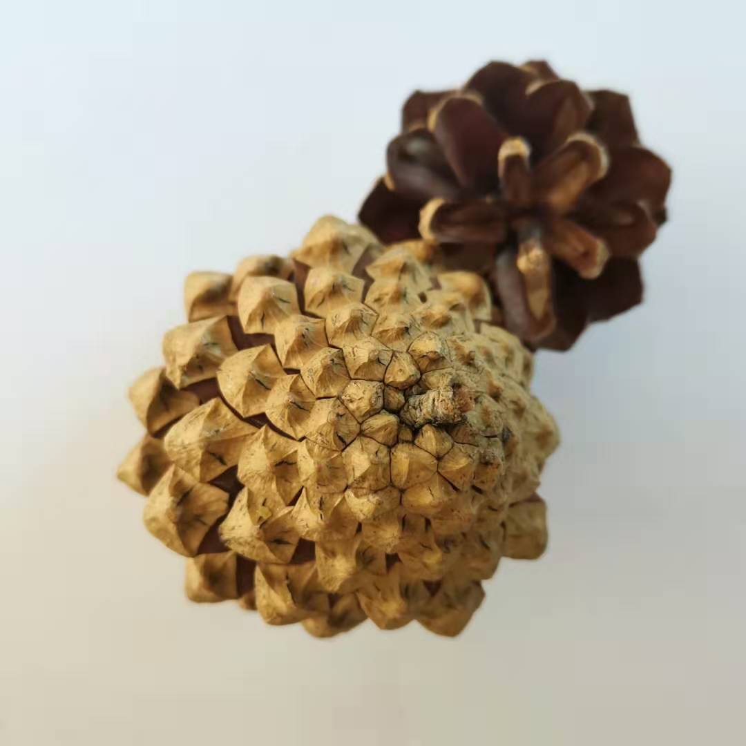 松果1kg美人松樟子松家居摆件圣诞节饰品手工diy