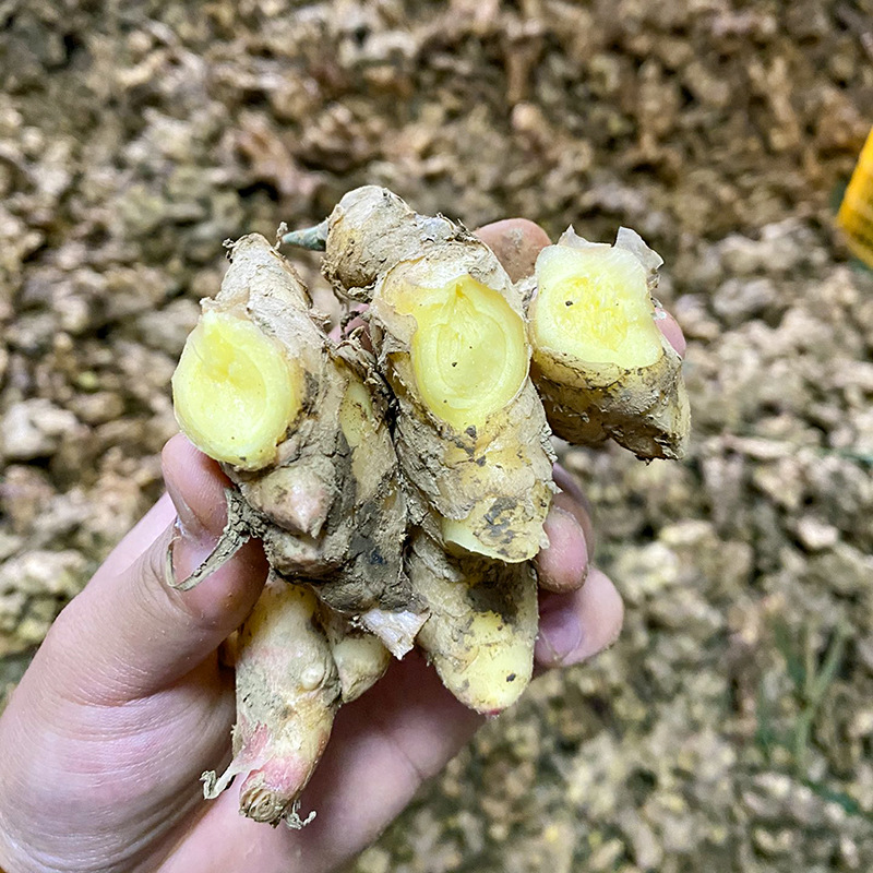 现货云南新鲜小黄姜 5斤9斤蔬菜老姜母嫩生姜 非山东大黄姜代发