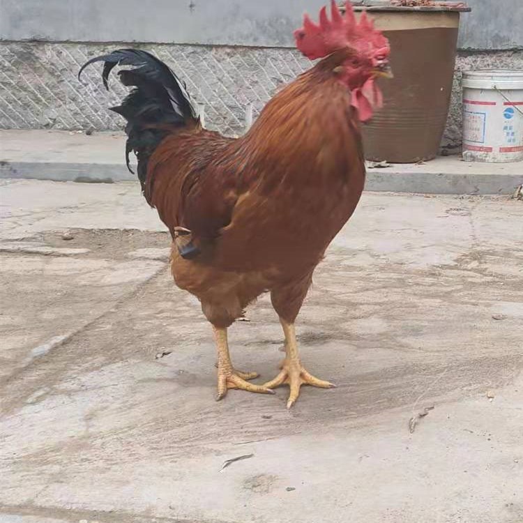 3成交0只梅州市东山农业生产资料经营部广东农艺生产有限公司|4年 |主