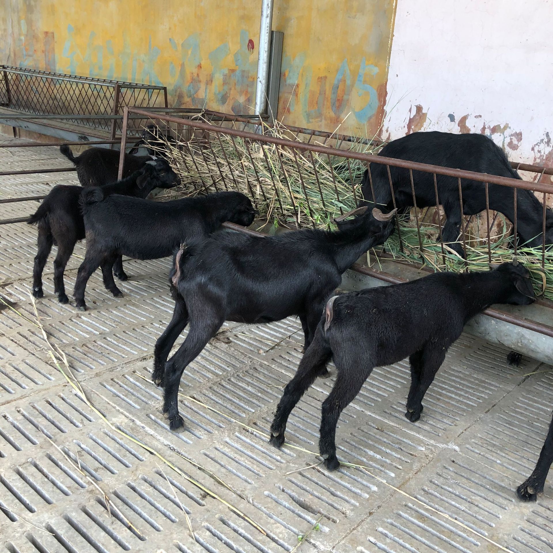 成年黑山羊活批发肉羊价格努比亚黑山羊专车运输