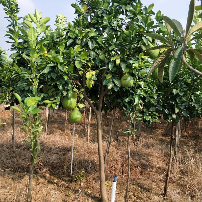 批发高杆柚子树 湖南嫁接沙田柚子树 三红 红心蜜柚 好吃可观赏