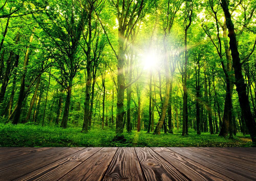 高清3d森林风绿色树林风景卧室客厅背景墙定制自粘防水墙画厂家