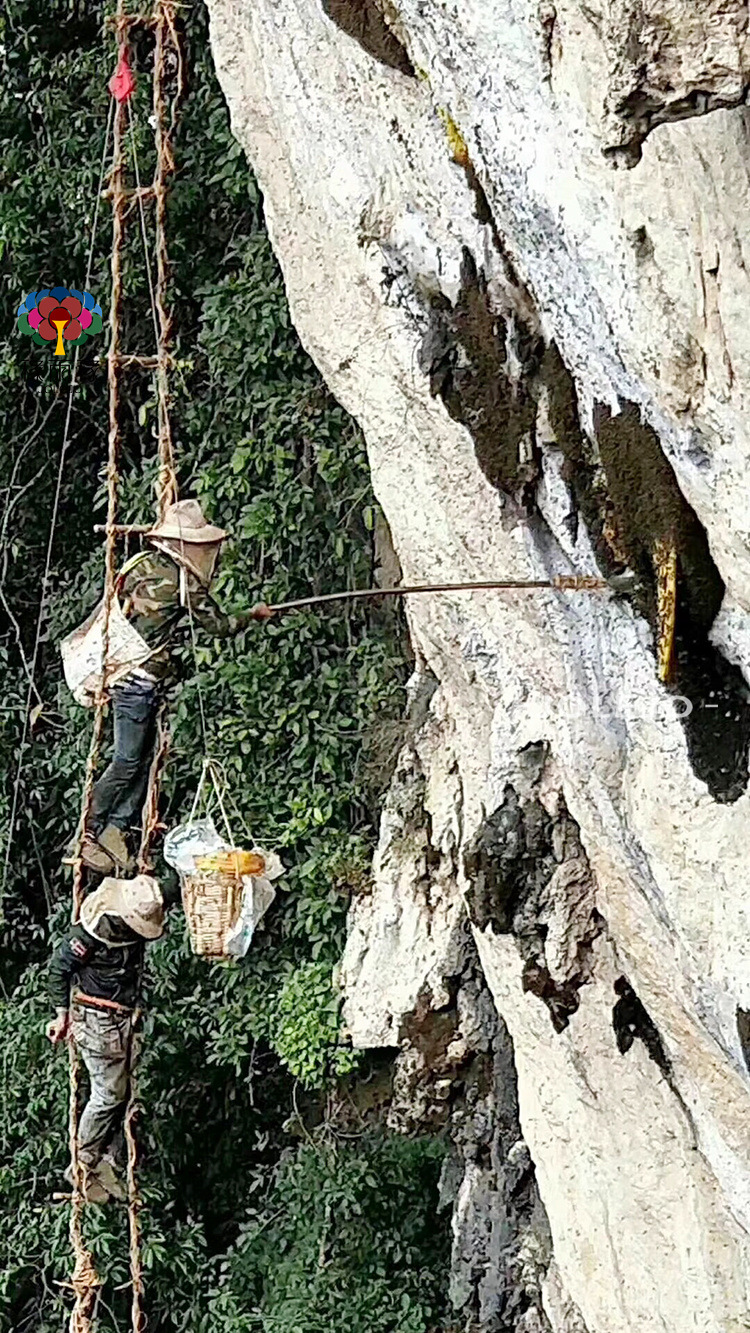 云南崖蜜 野岩蜂蜜悬崖蜜大排蜜蜂自然百花蜜深山成熟蜂巢蜜