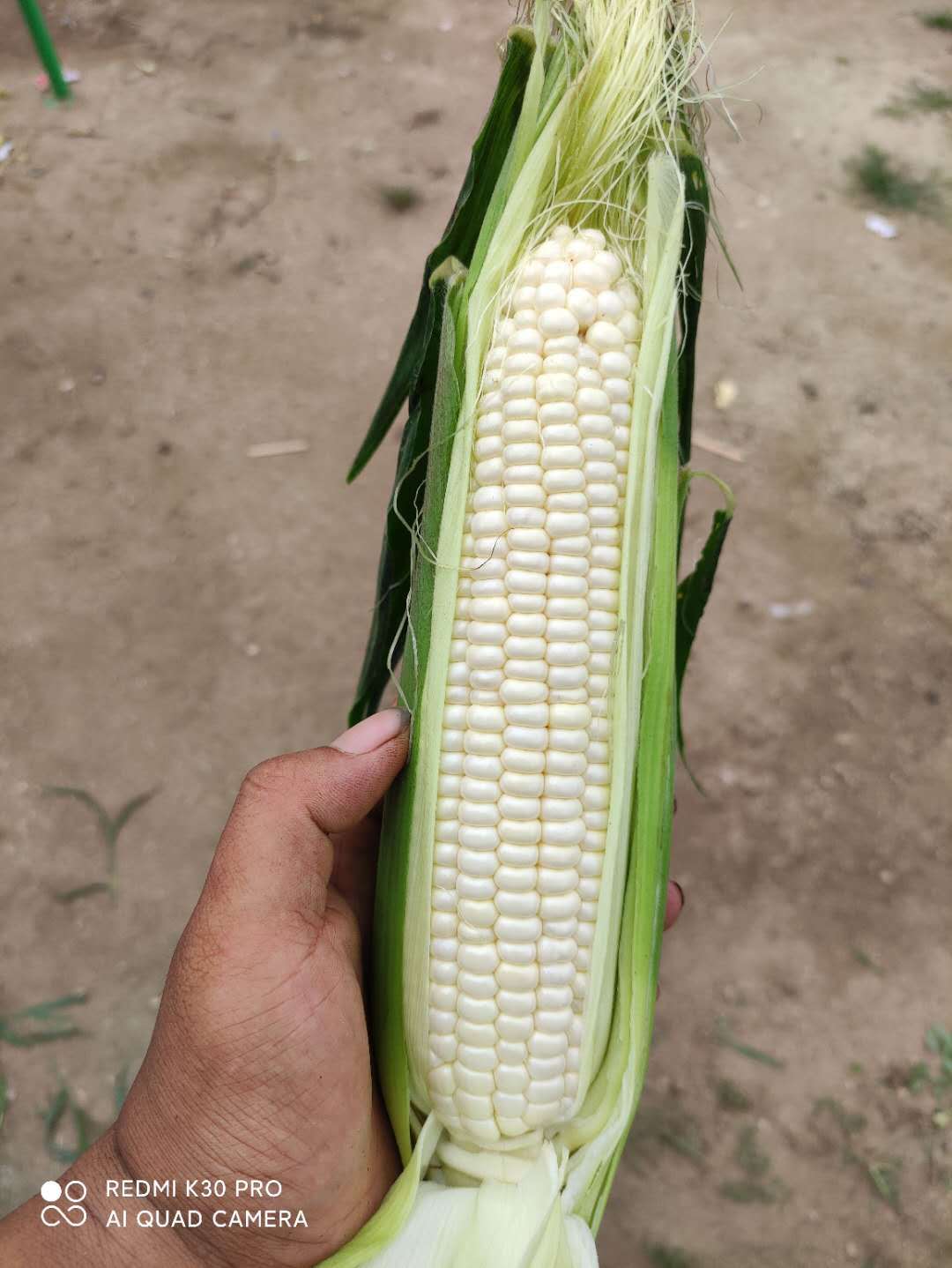 牛奶水果玉米 珍珠粒白色超甜玉米