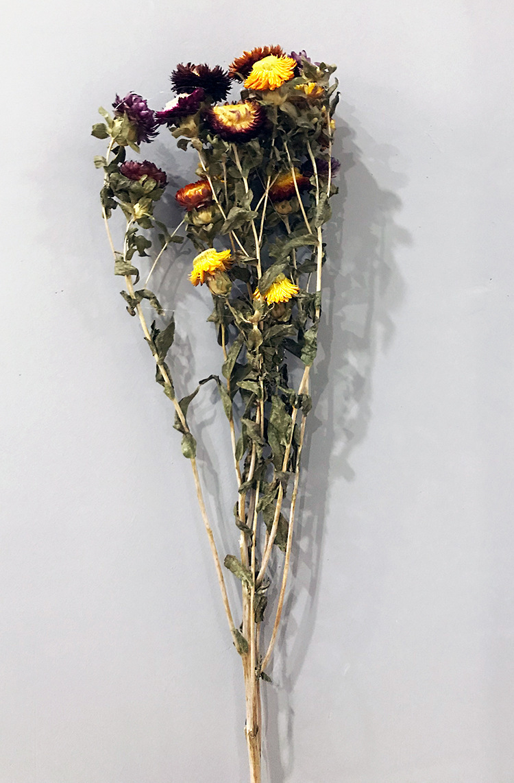 麦秆菊 七彩菊小邹菊云南天然干花 装饰家居摆设diy插花干花