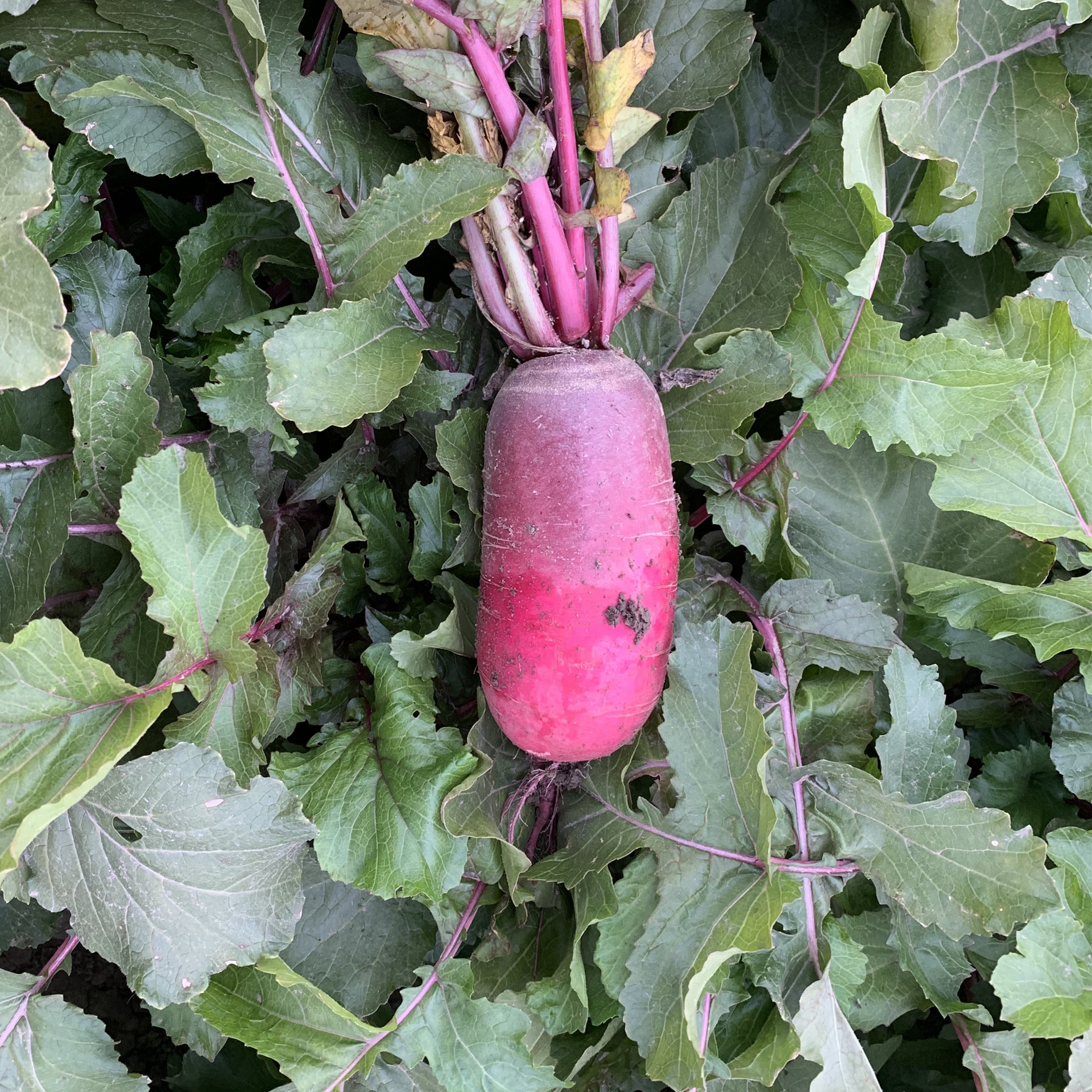 紫美人萝卜5斤水果萝卜脆甜红心萝卜沙窝萝卜新鲜潍坊萝卜代发