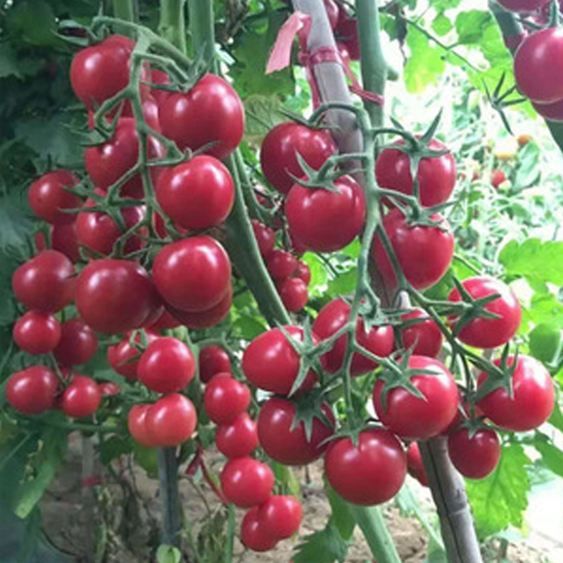 100袋权益登录查看是否享首单包邮或首单立减包装规格红珍珠番茄20粒