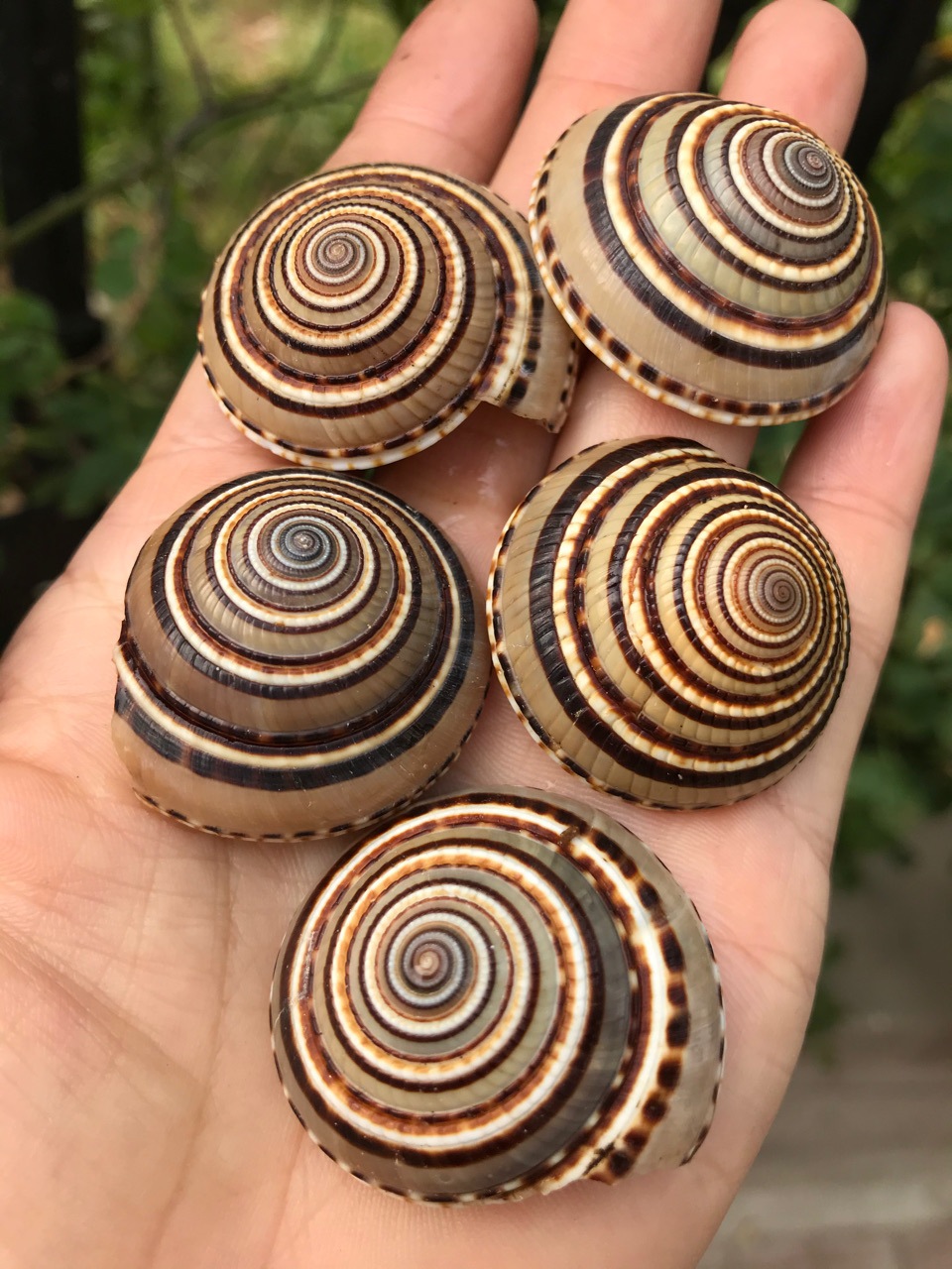 天然贝壳服饰-天然贝壳服饰厂家,品牌,图片,热帖-阿里巴巴