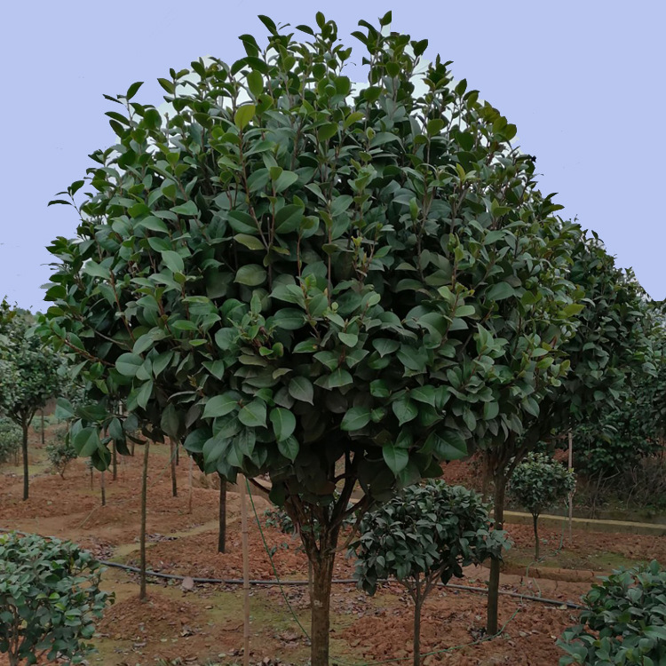 湖南基地高杆茶花树精品七星重瓣花高杆茶花球花境绿化苗木 树苗