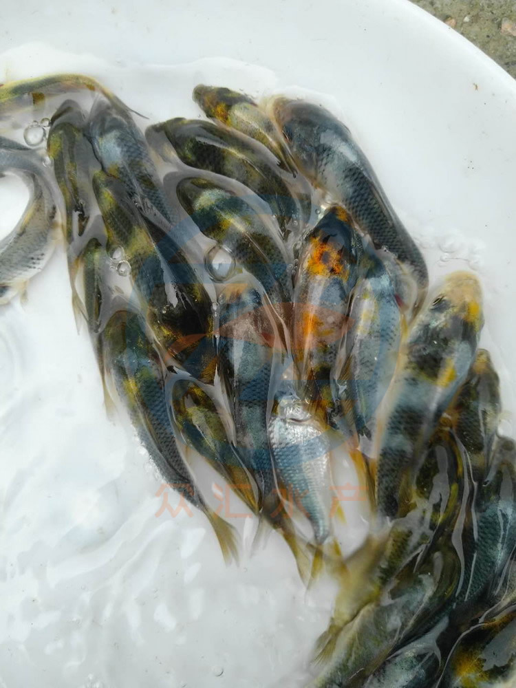 低价批发锦鲤鱼苗 日本锦鲤 红白锦鲤鱼苗 小草金鱼 淡水观赏鱼