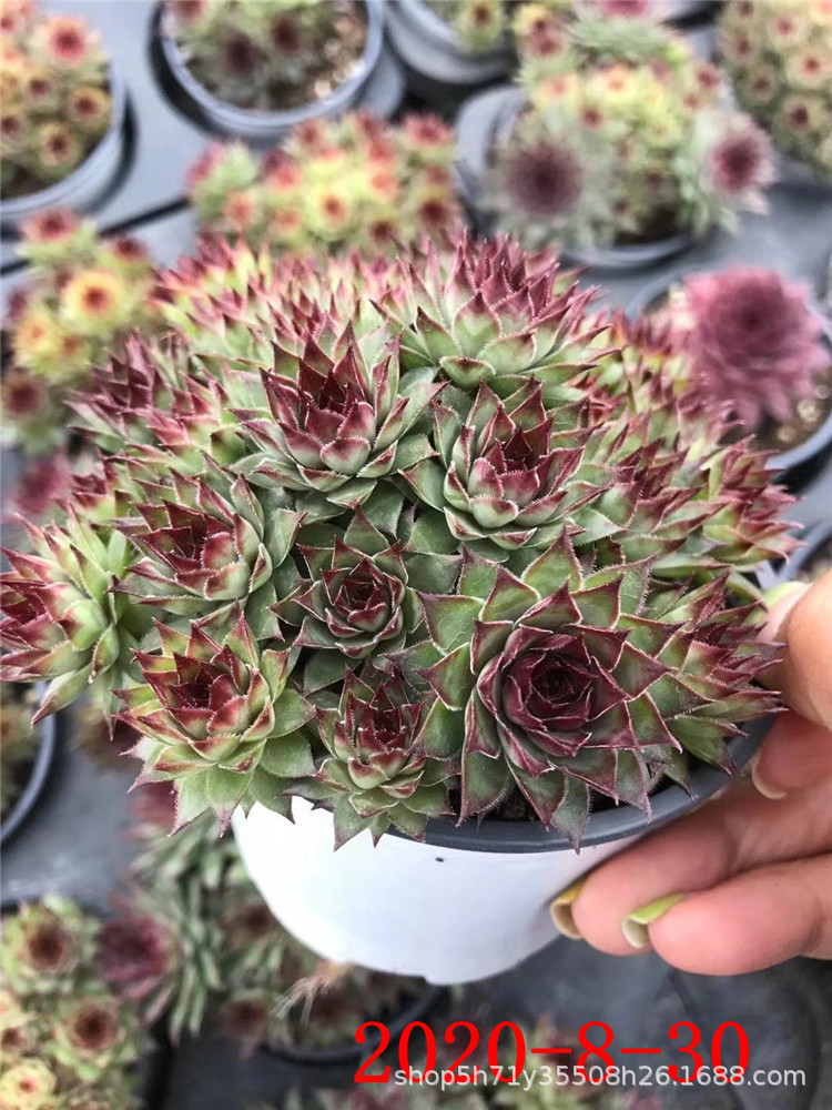 859大棚批发多肉盆栽品种 红钻群多肉长生草植物品相实拍