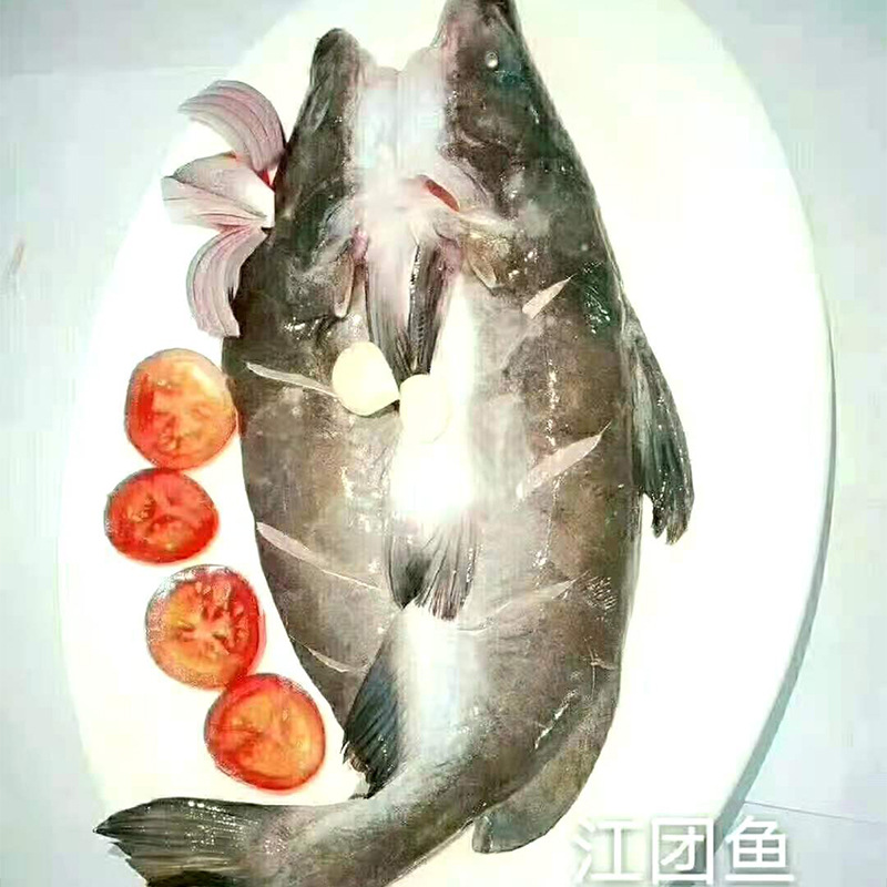 厂家直供清江江团 鲜活江团鱼 肉质鲜嫩江团 淡水江团鱼 厂家直供