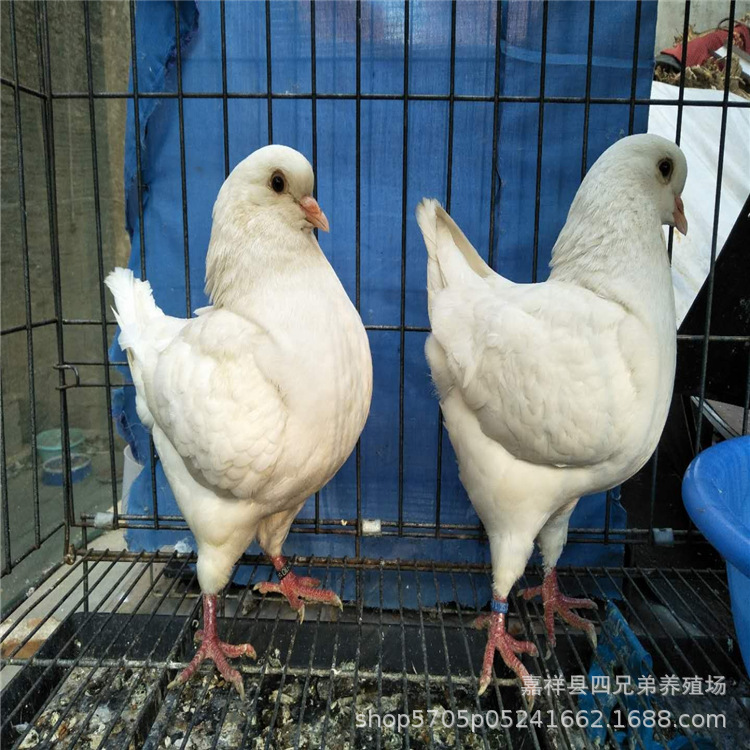 中国红元宝鸽价格 纯种特大元宝鸽现货直销 青年元宝鸽多少钱一对