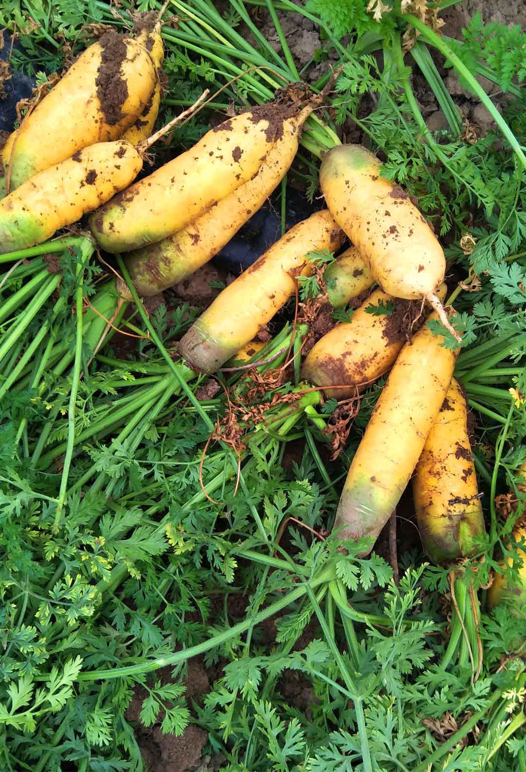 黄萝卜新鲜胡萝卜蔬菜五斤农家现挖带泥新疆手抓饭黄色水果萝卜
