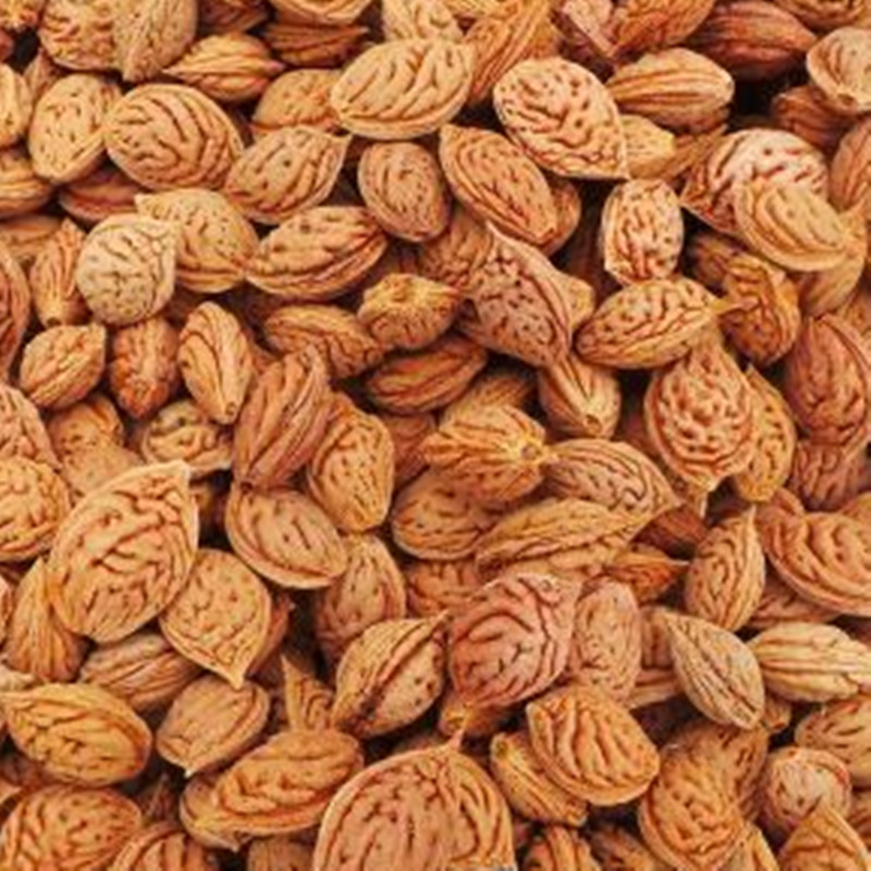 批发新采毛桃种子 毛桃核 大桃 桃子桃核 桃树核桃树种子量大优惠