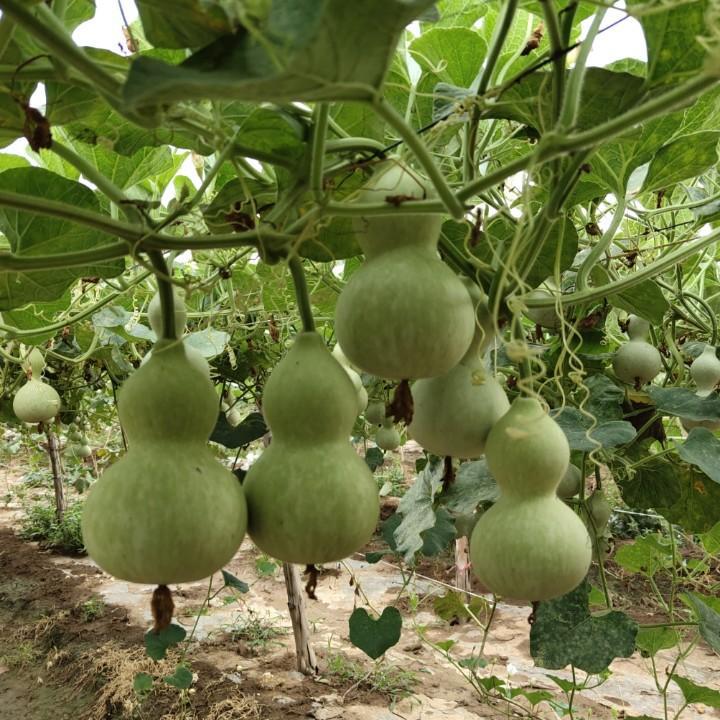 热卖天然葫芦挂件客卧挂件文玩葫芦厂家批发车包小葫芦挂件