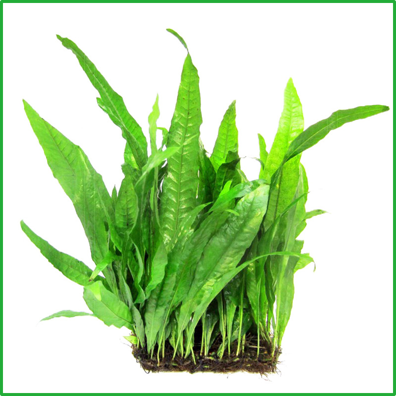 丹麦细叶铁皇冠草中后景草懒人水草鹿角铁带底座鱼缸造景活体植物
