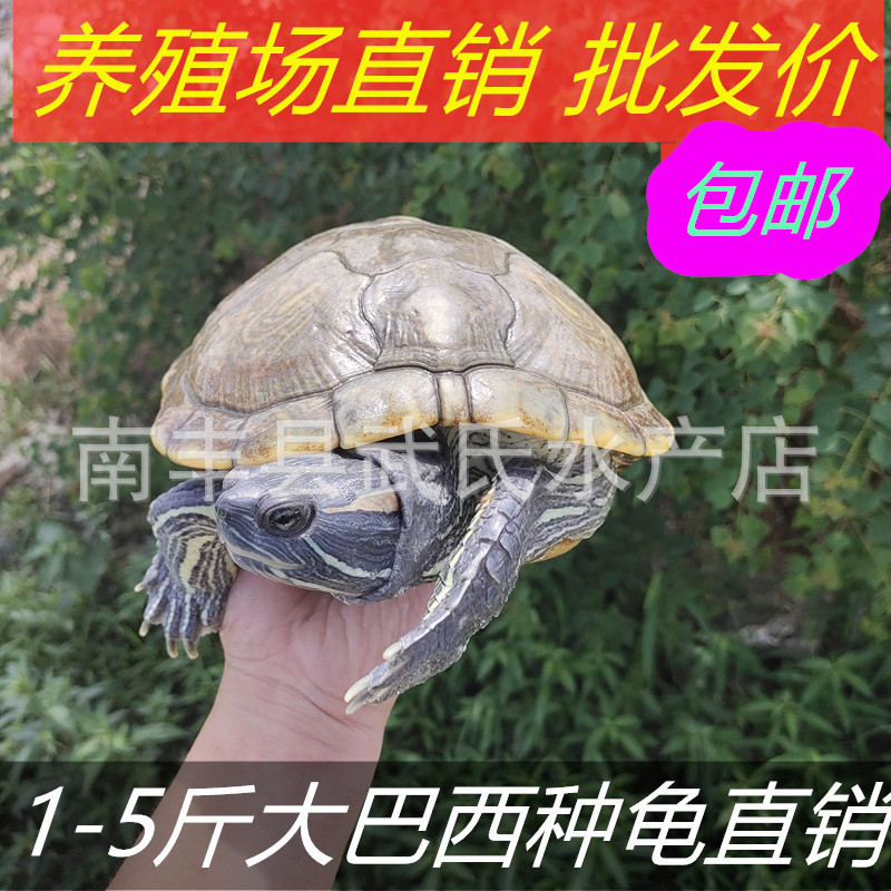 外塘商品可配公母乌龟深水龟招财龟黄金大巴西龟种龟下蛋龟-阿里巴巴
