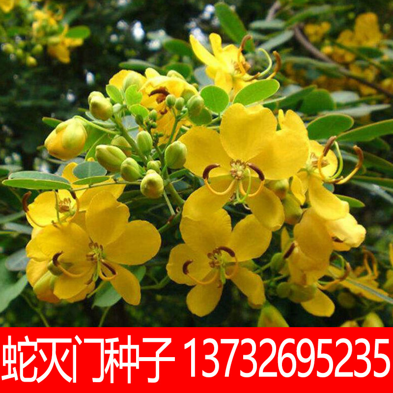 中药材种子 蛇灭门种子 望江南种子驱蛇解毒