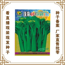 珠海60天尖叶油翠甜菜心 喜良种子公司直售批零大田基地蔬菜种子