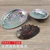 natural Abalone shell wholesale shell Home Furnishing Jewelry Conch shell fish tank Aquarium Landscaping diy Sage Decoration natural Abalone shell wholesale shell Home Furnishing Jewelry Conch shell fish tank Aquarium Landscaping diy Sage Decoration