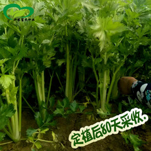 四季西芹种子 农田菜园叶柄宽厚实心叶片翠绿脆嫩芹菜蔬菜籽