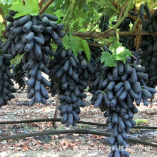 基地培育葡萄树苗1-2年葡萄苗品种多样葡萄果苗南北方种植葡萄苗