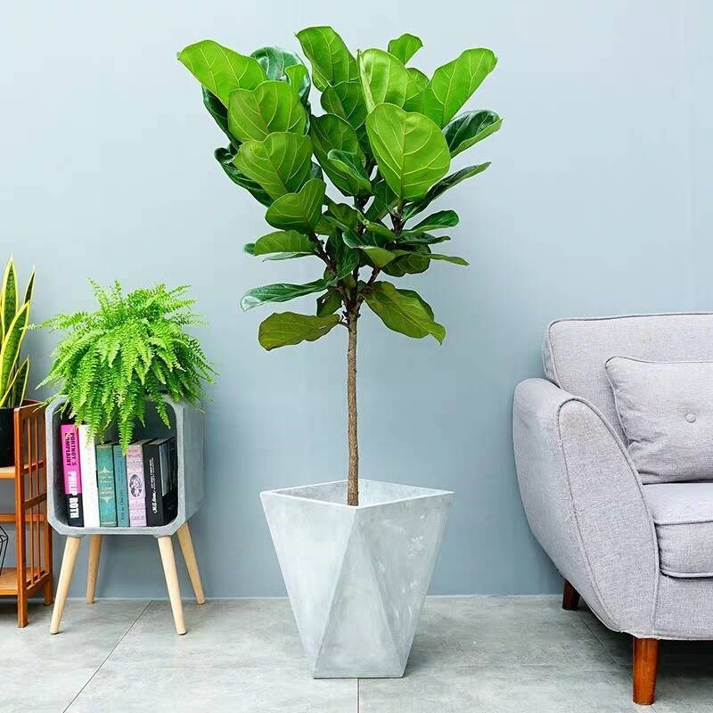 琴叶榕盆栽室内外大小型绿植观叶植物盆景花卉树形琴叶蓉批发