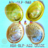 進口澳洲白鮑魚殼海螺殼ALL-ABALONE褐色鮑淺綠鮑魚貝殼鼠尾草