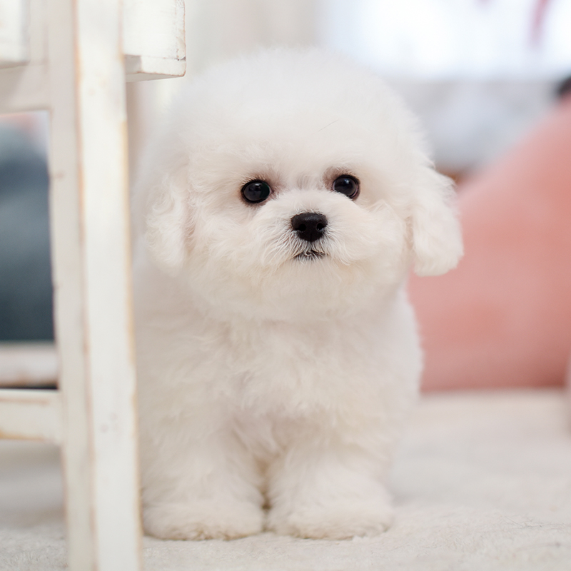 北京纯种比熊幼犬宠物狗狗活体赛级犬舍cku血统公母小体不掉毛