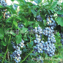 批发矮灌木苗木半高丛蓝莓苗兔眼蓝莓树苗组培苗当年结果阳台水果