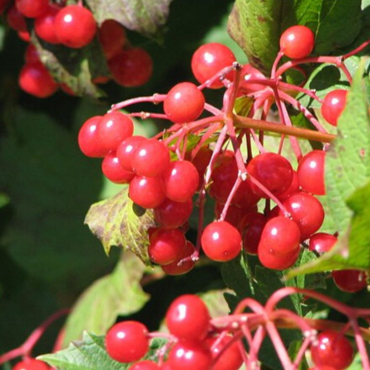 浓缩蔓越莓汁 蔓越莓浓缩汁 浓缩汁 蔓越莓汁-阿里巴巴